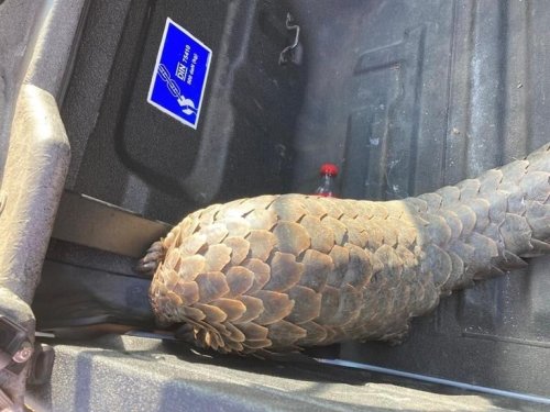 Cop, suspected accomplice bust with endangered pangolin in Joburg CBD | News24