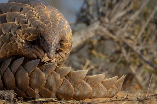 Pangolins, rescued from poachers, are being given a second chance in SA game reserves | News24
