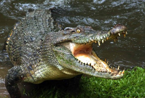 Take a Look At Dominator, The Largest Crocodile In the World That Weighs As Much As a Rhino