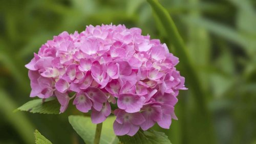 Hortensie blüht nicht? Dann liegt es an einem dieser gängigen Pflege-Fehler