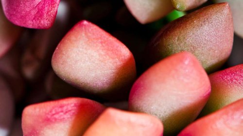 Pinke Sukkulenten: Die schönsten Zimmerpflanzen zum Valentinstag
