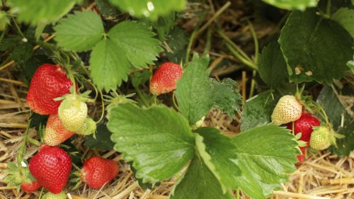 Legen Sie ab sofort Stroh unter Ihre Erdbeeren – es beschert Ihnen eine reiche Ernte