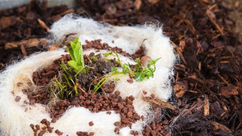 Geheimtipp gegen Schnecken: So schützen Tierhaare vor den Schleimern