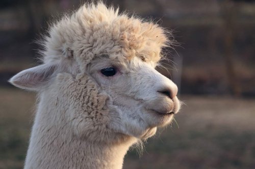 En Bolivie, des excréments de lamas utilisés pour purifier l'eau