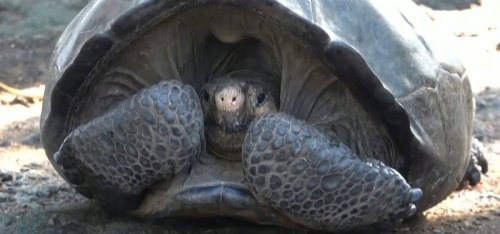 Pendant plus de 100 ans, on pensait cette espèce de tortue géante éteinte