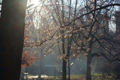 Météo et science : quand arrive le printemps 2025 ?