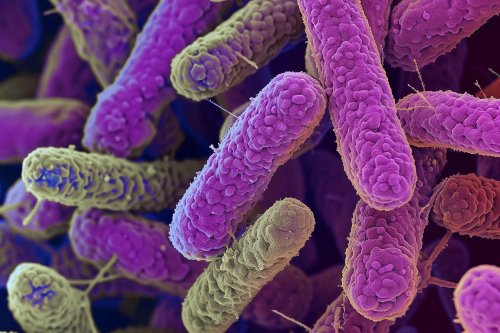 Prévention contre l'infection à E. coli : Comment éviter le risque lié à la laitue et autres aliments ?
