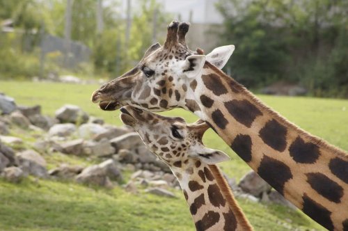 La girafe naît en chutant de plus d'un mètre cinquante