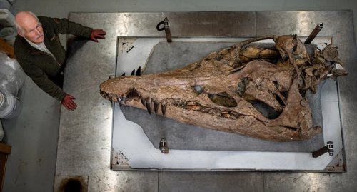 Ce magnifique crâne de pliosaure entre dans le Guinness World Records