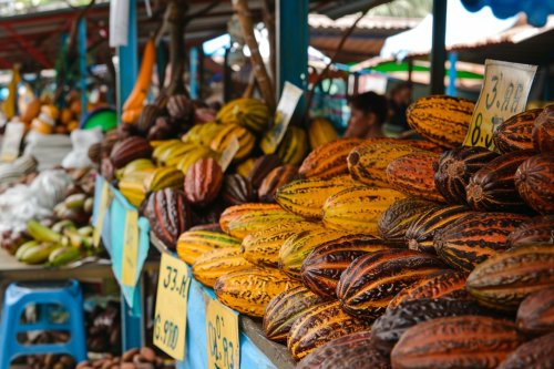 Le prix du cacao poursuit sa hausse, à plus de 10 000 dollars la tonne