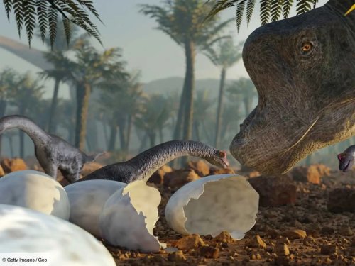 Des fossiles de dinosaures avec leurs œufs jamais éclos découverts, pour le plus grand bonheur des spécialistes