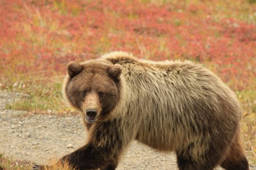 Canada : deux morts après une attaque de grizzly