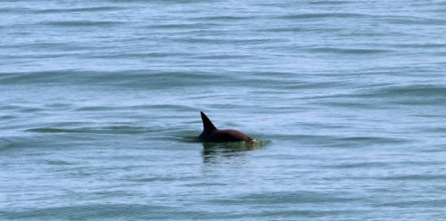 Mexico announces new plan to protect near-extinct porpoise