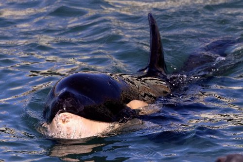 Race to find beached baby orca's mother in New Zealand