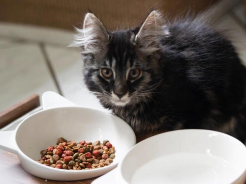 Katzenfutter wird knapp: Aldi gibt Erklärung für leere Regale