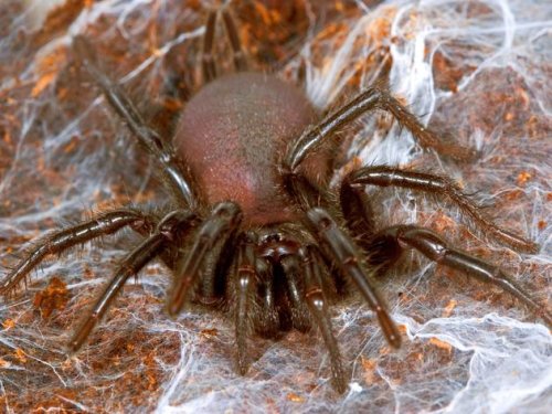 Invasive Giftspinnen: Diese 5 Arten könnten bald Deutschland erobern