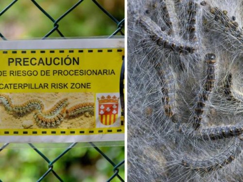 Gefährliche Insektenart breitet sich auf Mallorca aus – Nervengift kann sich über Luft verteilen