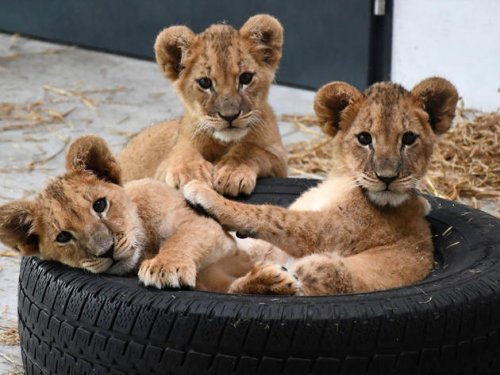 Tierschützer finden Löwenbabys im Koffer – lange Reise ins Glück beginnt