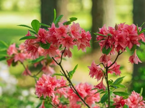 Seien Sie vorsichtig mit dem Rhododendron im Garten – sogar die Blüten sind giftig