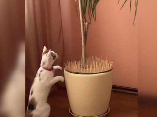 Video geht viral: Besitzer hält Katze mit cleverem Trick von Zimmerpflanze fern