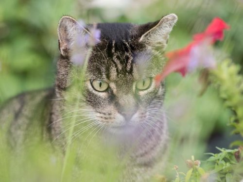 Ausgangssperre für Katzen in Walldorf: Besitzer legen Widerspruch ein
