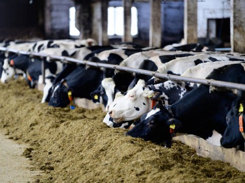 „Ohne Gas keine Milch“: Bauernpräsident warnt vor dramatischer Lebensmittelknappheit
