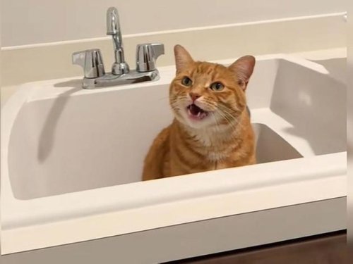 Kater will nur Wasser aus dem Hahn trinken – 5 Gründe für den starken Eigensinn von Katzen