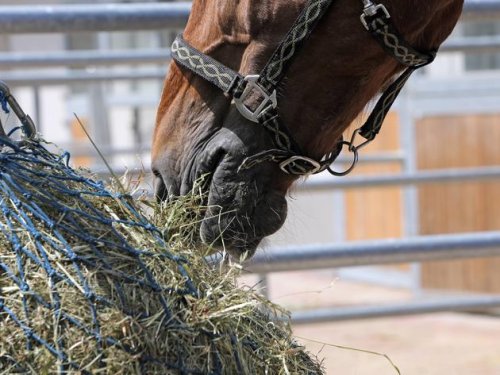 Pferde füttern: Frisches Heu kann Kolik verursachen