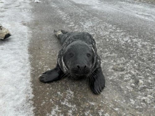 Robbenbaby liegt verlassen auf Straße – und sucht seine Mama