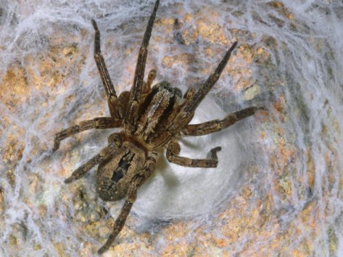 Nosferatu-Spinne verbreitet sich in Deutschland: Biss kann gefährlich sein – NABU gibt Tipps