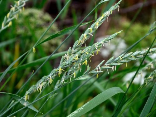 Quecke im Rasen erkennen und bekämpfen: So gelingt es ohne Chemie