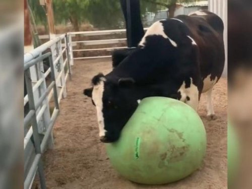 Blinde Kuh flippt aus, als sie ihren Ball wiederfindet: „Ich weine gerade so sehr“