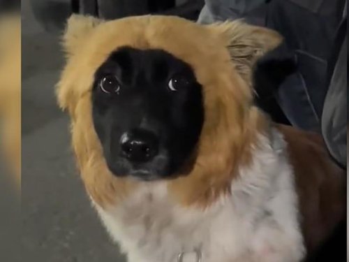 „Dachte, er hat ein Kostüm an“: Hund verzaubert mit seiner einzigartigen Fellfärbung