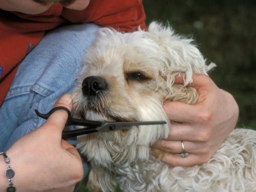 Hund und Hitze: Besser nicht sofort zur Schere greifen