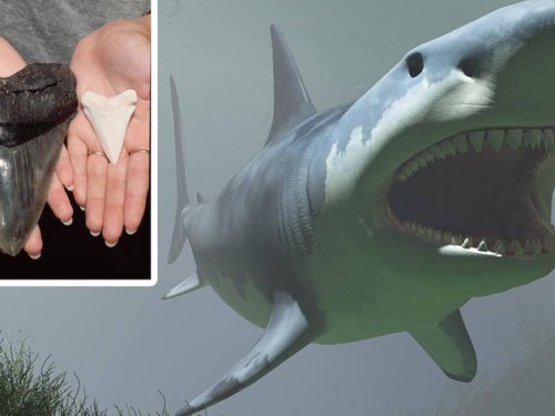 „Irgendwo schwimmt der noch“: Zahn-Fund von gigantischem Megalodon-Hai heizt Gerüchte an