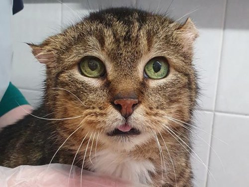„Tragischer Fall“: Kranke Katzen in Wohnung gefunden – Tierheim mit wichtiger Bitte