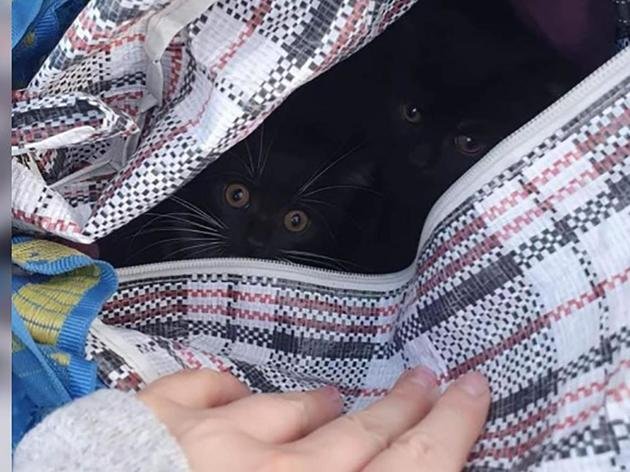 Tierschützerin findet verschlossene Ikea-Tasche im Park – was darin zum Vorschein kommt, macht sie sprachlos