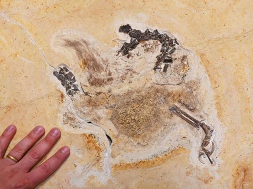 Dino-Fossil aus Karlsruhe zurück in Brasilien