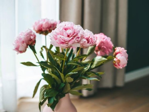 Für maximale Blühkraft: Wie Sie Pfingstrosen düngen und wann Sie die Blüten für die Vase abschneiden