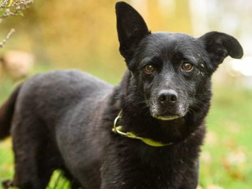 Blinder Hund läuft nach Adoption 25 Kilometer zu Tierheim zurück