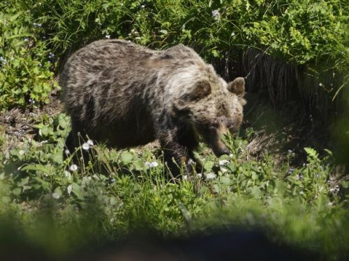 Braunbär verletzt Jäger in der Slowakei schwer