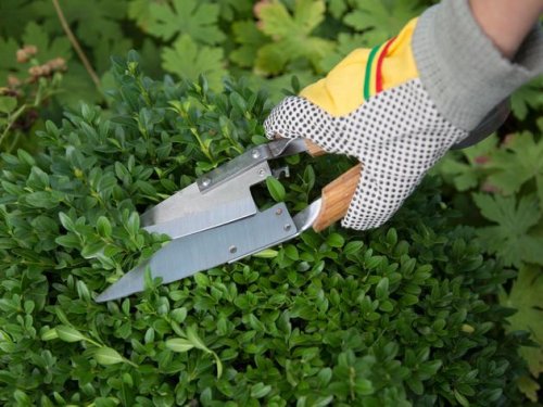 Gartenarbeit im Mai: Drei Gehölze, die Sie jetzt noch schneiden müssen