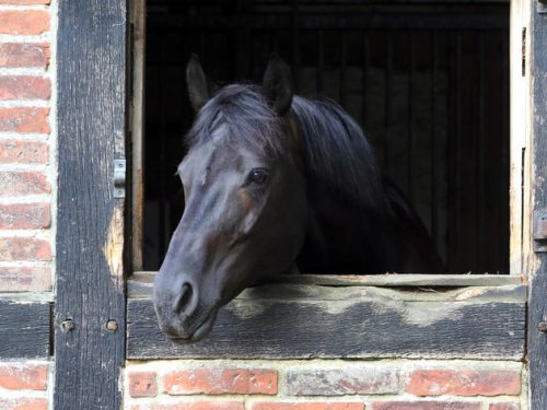 „Das ist das Perfide“: Wurden Pferde auf Reiterhof in NRW jahrelang gequält?