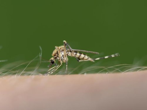 Mücken erfolgreich vertreiben: Welche Hausmittel wirklich gegen die Plagegeister helfen