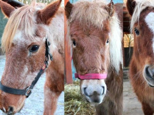 Ponys aus schlechter Haltung gerettet – keiner will sie haben