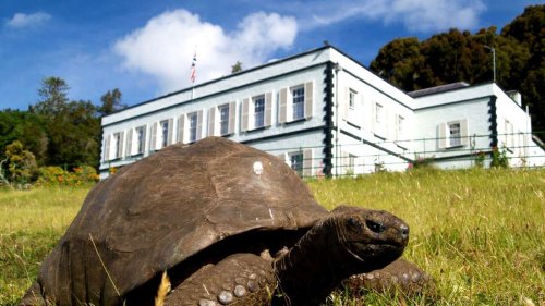 Älteste Schildkröte der Welt feiert 190. Geburtstag