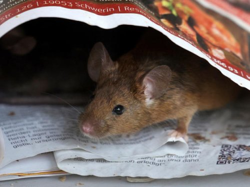 Gesundheitsschädling Maus – wie man früh einen Befall erkennt