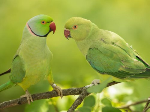 Tausende grüne Papageien leben in Köln – und das mitten in der Stadt