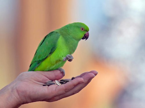 Den Papageien in Köln ganz nah – werden sie zutraulicher?