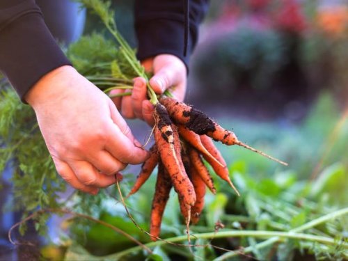 Möhren anbauen: Vorsicht vor der Karottenfliege
